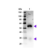 Anti-RABBIT IgG (H&L) (MOUSE) Antibody Peroxidase Conjugated (Min X Hu, Gt, Ms Serum Proteins), 1mg, Lyophilized