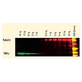 Anti-MOUSE IgG (H&L) (GOAT) Antibody DyLight™ 649 Conjugated (Min X Bv Ch Gt GP Ham Hs Hu Rb Rt & Sh Serum Proteins), 100µg, Lyophilized