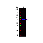 Anti-MONKEY IgG (gamma chain) (GOAT) Antibody Fluorescein Conjugated, 1mg, Lyophilized