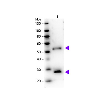 Anti-MOUSE IgG (H&L) (DONKEY) Antibody Peroxidase Conjugated (Min X Bv Ch Gt GP Ham Hs Hu Rb Rt & Sh Serum Proteins), 1mg, Lyophilized