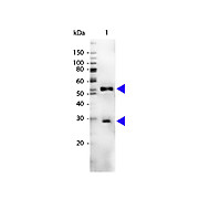 Anti-MOUSE IgG (H&L) (CHICKEN) Antibody Peroxidase Conjugated, 1mg, Lyophilized