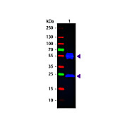 Anti-MOUSE IgG (H&L) (RABBIT) Antibody Fluorescein Conjugated, 2mg, Lyophilized