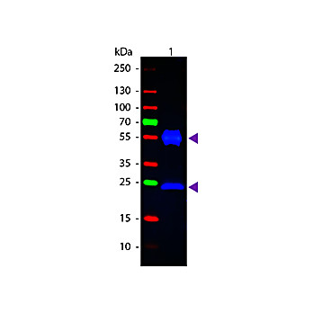 Anti-MOUSE IgG (H&L) (RABBIT) Antibody Fluorescein Conjugated, 2mg, Lyophilized
