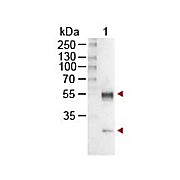 Anti-MOUSE IgG (H&L) (RABBIT) Antibody Alkaline Phosphatase Conjugated, 1mg, Liquid (sterile filtered)
