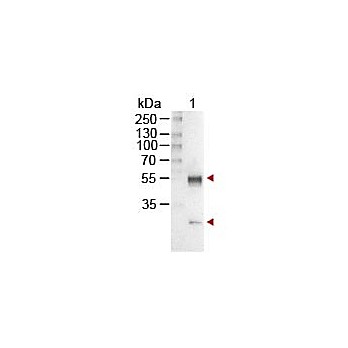 Anti-MOUSE IgG (H&L) (RABBIT) Antibody Alkaline Phosphatase Conjugated, 1mg, Liquid (sterile filtered)