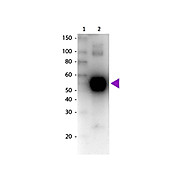 Anti-RAT IgA (alpha chain) (GOAT) Antibody Biotin Conjugated, 1mg, Lyophilized