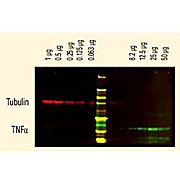 Anti-SHEEP IgG (H&L) (RABBIT) Antibody DyLight™ 800 Conjugated, 100µg, Lyophilized