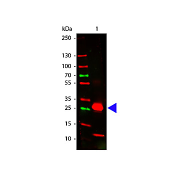Anti-RABBIT IgG F(c) (GOAT) Antibody (Min X Human Serum Proteins), 2mg, Liquid (sterile filtered)