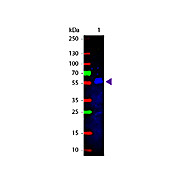 Anti-MOUSE IgG2b (Gamma 2b chain) (RABBIT) Antibody Fluorescein Conjugated, 1mg, Lyophilized