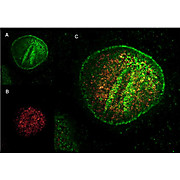 Anti-MOUSE IgG (H&L) (GOAT) Antibody DyLight™ 488 Conjugated (Min X Bv Ch Gt GP Ham Hs Hu Rb Rt & Sh Serum Proteins), 100µg, Lyophilized