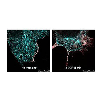 Anti-RABBIT IgG (H&L) (GOAT) Antibody DyLight™ 488 Conjugated, 100µg, Lyophilized