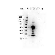 Anti-MOUSE IgG2a (RABBIT) Antibody, 1mg, Liquid (sterile filtered)