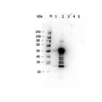 Anti-MOUSE IgG2a (RABBIT) Antibody, 1mg, Liquid (sterile filtered)