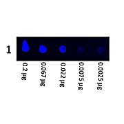 Anti-SWINE IgG (H&L) (GOAT) Antibody Fluorescein Conjugated, 2mg, Lyophilized