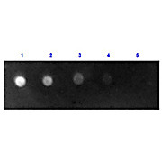 Anti-SHEEP IgG (H&L) (RABBIT) Antibody Fluorescein Conjugated, 2mg, Lyophilized