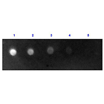 Anti-SHEEP IgG (H&L) (RABBIT) Antibody Fluorescein Conjugated, 2mg, Lyophilized