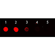 Anti-MOUSE IgG (gamma chain) (RABBIT) Antibody Rhodamine Conjugated, 1mg, Lyophilized