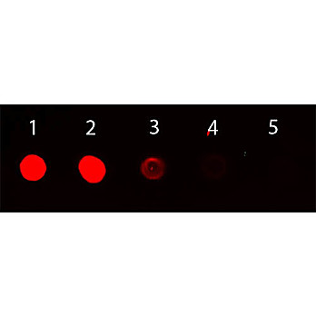 Anti-MOUSE IgG (gamma chain) (RABBIT) Antibody Rhodamine Conjugated, 1mg, Lyophilized