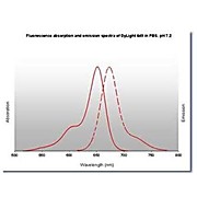 Anti-MOUSE IgG (H&L) (RABBIT) Antibody DyLight™ 649 Conjugated, 100µg, Lyophilized