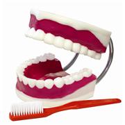 Teeth Models