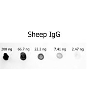 Anti-SHEEP IgG (H&L) (RABBIT) Antibody Alkaline Phosphatase Conjugated, 1mg, Liquid (sterile filtered)