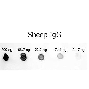 Anti-SHEEP IgG (H&L) (RABBIT) Antibody Alkaline Phosphatase Conjugated, 1mg, Liquid (sterile filtered)