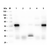 Anti-RABBIT IgG (H&L) (GOAT) Antibody Fluorescein Conjugated, 2mg, Lyophilized