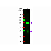Anti-RABBIT IgG (H&L) (GOAT) Antibody Rhodamine Conjugated, 500µg, Lyophilized