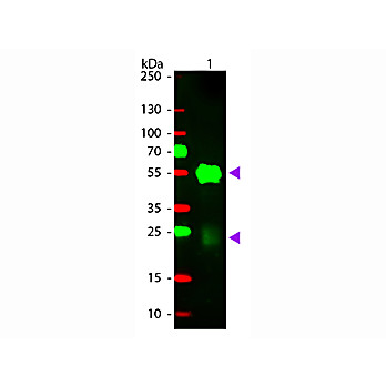 Anti-RABBIT IgG (H&L) (GOAT) Antibody Rhodamine Conjugated, 500µg, Lyophilized