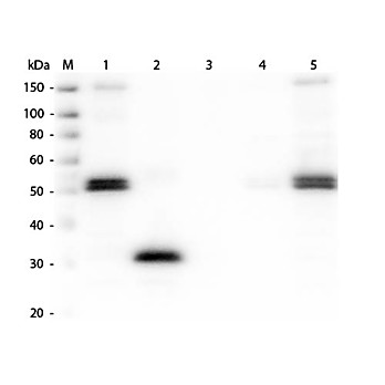 Anti-RAT IgG F(c) (RABBIT) Antibody, 2mg, Liquid (sterile filtered)