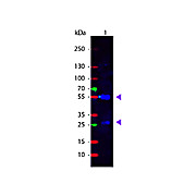Anti-SHEEP IgG (H&L) (RABBIT) Antibody Fluorescein Conjugated (Min X Human Serum Proteins), 1mg, Lyophilized