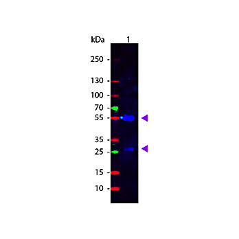 Anti-SHEEP IgG (H&L) (RABBIT) Antibody Fluorescein Conjugated (Min X Human Serum Proteins), 1mg, Lyophilized