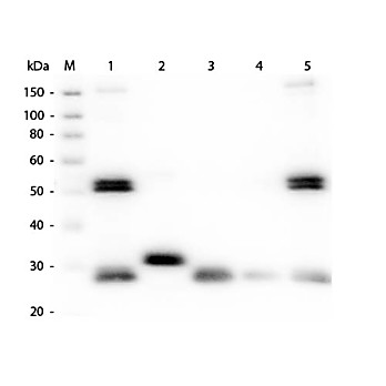 Anti-RAT IgG (H&L) (GOAT) Antibody Rhodamine Conjugated (Min X Bv Ch Gt GP Ham Hs Hu Ms Rb & Sh Serum Proteins), 1mg, Lyophilized