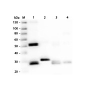 Anti-RAT IgG (H&L) (RABBIT) Antibody DyLight™ 649 Conjugated, 100µg, Lyophilized