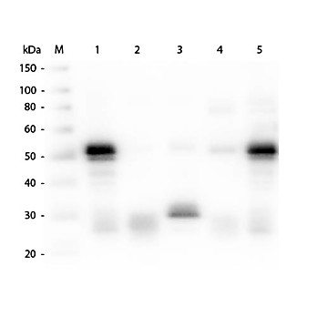 Anti-RABBIT IgG (H&L) (GOAT) Antibody (Min X Human Serum Proteins), 2mg, Liquid (sterile filtered)
