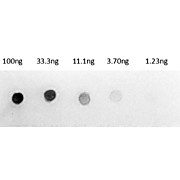 Anti-RAT IgG (H&L) (RABBIT) Antibody Alkaline Phosphatase Conjugated (Min X Human Serum Proteins), 500µg, Liquid (sterile filtered)