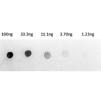 Anti-RAT IgG (H&L) (RABBIT) Antibody Alkaline Phosphatase Conjugated (Min X Human Serum Proteins), 500µg, Liquid (sterile filtered)