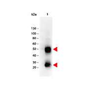 Anti-MOUSE IgG (H&L) (GOAT) Antibody Peroxidase Conjugated, 2mg, Lyophilized