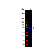 Anti-RAT IgG (H&L) (GOAT) Antibody Fluorescein Conjugated (Min X Bv Ch Gt GP Ham Hs Hu Ms Rb & Sh Serum Proteins), 1mg, Lyophilized