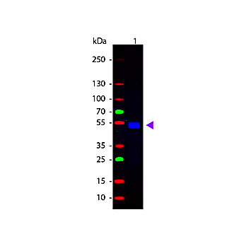 Anti-RAT IgG (H&L) (GOAT) Antibody Fluorescein Conjugated (Min X Bv Ch Gt GP Ham Hs Hu Ms Rb & Sh Serum Proteins), 1mg, Lyophilized