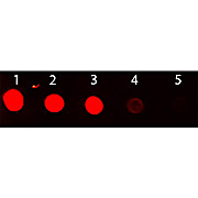 Anti-RABBIT IgG (H&L) (CHICKEN) Antibody Fluorescein Conjugated, 1mg, Lyophilized