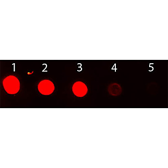 Anti-RABBIT IgG (H&L) (CHICKEN) Antibody Fluorescein Conjugated, 1mg, Lyophilized