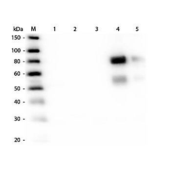 Anti-RAT IgM (mu chain) (RABBIT) Antibody Texas Red™ Conjugated, 1.5mg, Lyophilized