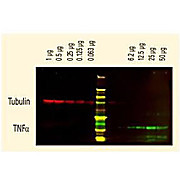 Anti-RABBIT IgG (H&L) (GOAT) Antibody DyLight™ 800 Conjugated, 100µg, Lyophilized
