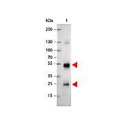 Anti-RAT IgG (H&L) (GOAT) Antibody Alkaline Phosphatase Conjugated, 1mg, Liquid (sterile filtered)