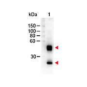 Anti-MOUSE IgG (H&L) (SHEEP) Antibody Peroxidase Conjugated, 2mg, Lyophilized
