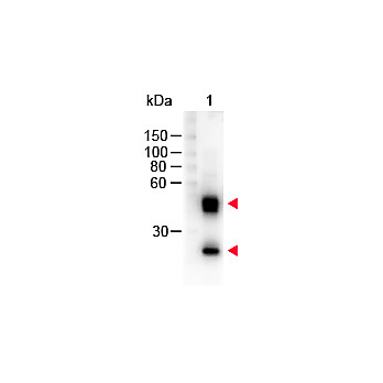 Anti-MOUSE IgG (H&L) (SHEEP) Antibody Peroxidase Conjugated, 2mg, Lyophilized