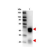 Anti-RABBIT IgG (H&L) (DONKEY) Antibody Peroxidase Conjugated (Min X Bv Ch Gt GP Ham Hs Hu Ms Rt & Sh Serum Proteins), 1mg, Lyophilized