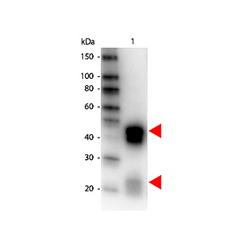Anti-RABBIT IgG (H&L) (DONKEY) Antibody Peroxidase Conjugated (Min X Bv Ch Gt GP Ham Hs Hu Ms Rt & Sh Serum Proteins), 1mg, Lyophilized
