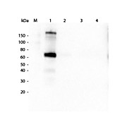 Anti-MONKEY IgM (mu chain) (GOAT) Antibody, 1mg, Liquid (sterile filtered)